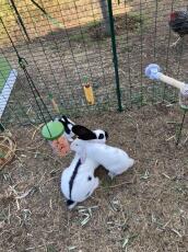 Rabbits eating carrots from a Caddi treat holder in a walk-in-run
