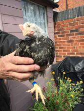 Seven week old Dorking cockerel