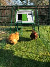 Two chickens in the run of their coop