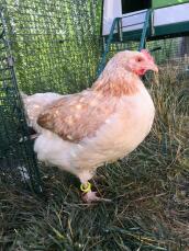 An orange and white chicken with a collar around its ankle inside a pet run