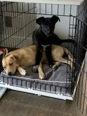 Two dogs sharing a Fido Studio dog crate.