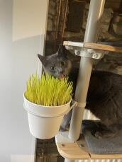 A grey cat next to the plant installed on his indoor cat tree