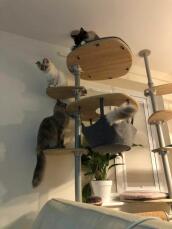 Cats on indoor Freestyle by rachel stanbury 