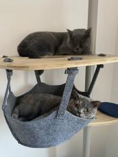 Two cats resting on their cat tree