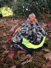 A chicken in a high visibility jacket sat outside in some autumn leaves