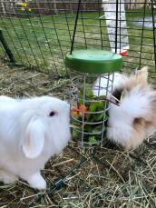 Two fluffy rabbits eating from Caddi Omlet treat holder