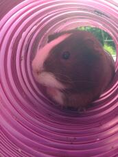 Cappuccino playing in her tunnel!