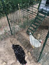 Two chickens in a walk in run attached to a run and coop setup