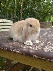 A rabbit walking on a table.