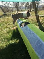 Rabbit jumping over tunnel