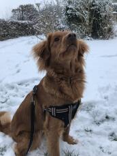 A brown dog stood in the Snow on a walk