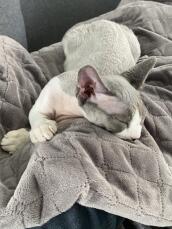 A grey kitten enjoying his blanket
