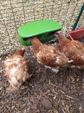 Ex battery chickens enjoying their new feeder!