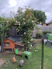A chicken fencing around an entire garden