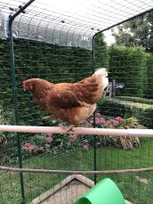Henrietta parading on her new perch!