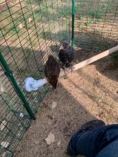 Chickens perching on Omlet universal chicken perch