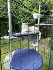 Love my catio, gingypaws ????????????????