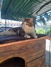 A cat enjoying the shade inside his catio