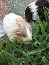 Peaches loves the grass!!