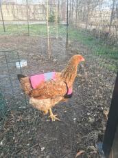 A chicken wearing a pink high-visibility jacket