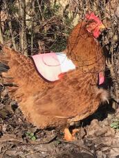 A chicken wearing a pink high-visibility jacket