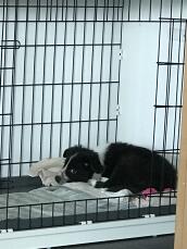 A black and white dog sleeping inside a crate