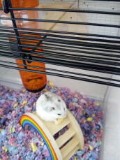 A small white and grey hamster stood on a rainbow toy inside a quite hamster cage