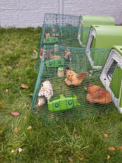 A set of green Go chicken coops with one metre runs