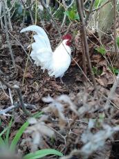 Chicken foraging