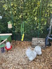 Some accessories in a chicken enclosure