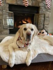 A white dog resting on his sheepskin topper