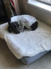 A dog sleeping on his grey bed and sheepskin topper cover