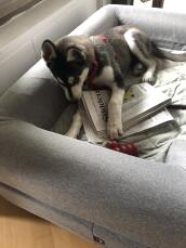 A dog chewing a newspaper in his grey bed with bolster topper