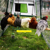 Green Eglu Cube large chicken coop with run with 6 chickens perching on Omlet chicken perch