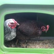 Chickens looking around a nesting box
