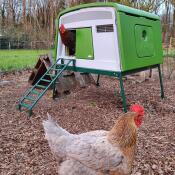 Happy chickens