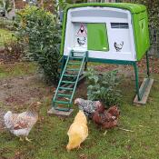 Three chickens outside a large green Cube chicken coop