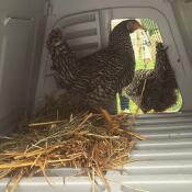 Two brown and white chickens inside a Go up chicken coop