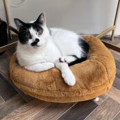 Badger enjoying his plush new bed