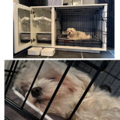 A dog sleeping in his crate