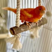 A bird perch inside the Omlet Geo bird cage.