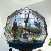 The Omlet Geo bird cage inside a stunning designer home.