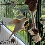 A bird perch inside the Omlet Geo bird cage.