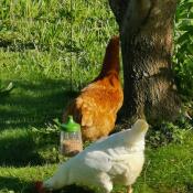 Chickens and Omlet peck toy