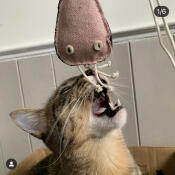 A cat playing with a catnip-filled toy