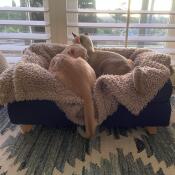 I love my new Omlet bed! it coordinates beautifully with our decor 😽