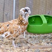 Fauna (padovana ciuffata) with its drinking bottle Eglu Cube