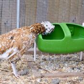 Fauna (padovana ciuffata) with its drinking bottle Eglu Cube