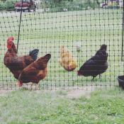 Chickens with Omlet chicken fencing