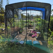 Guinea pig hutch + 6x9 run in our garden. 